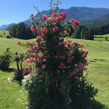 Maislbauer *